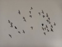 107_bandada-de-palomas.jpg