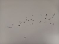 107_bandada-de-palomas2.jpg