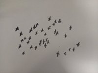 107_bandada-de-palomas3.jpg