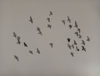 107_bandada-de-palomas4.jpg