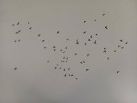107_bandada-de-palomas5.jpg