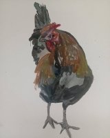 107_gallo.jpg