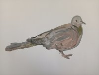 107_tortola.jpg