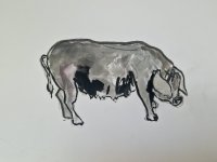 93_cochino-negro-canario.jpg