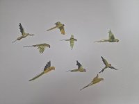 93_cotorras-africanas-de-kramer-sobrevolando-san-cristobal-de-la-laguna2.jpg