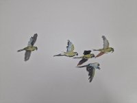 93_cotorras-africanas-de-kramer-sobrevolando-santa-cruz-de-tenerife.jpg