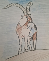93_ibice-de-los-pirineos.png