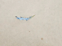 93_pluma-solitaria-flotando-en-el-aire.png