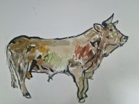93_toro-canario.jpg